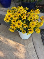 Black-eyed Susan