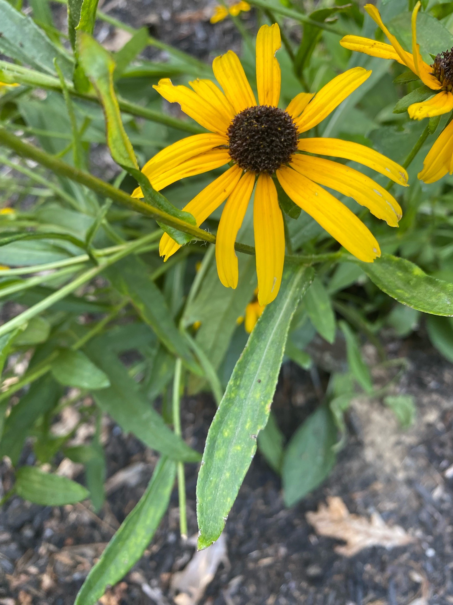 Black-eyed Susan