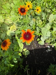 Black-Eyed Susan