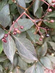 Black Lace Elderberry