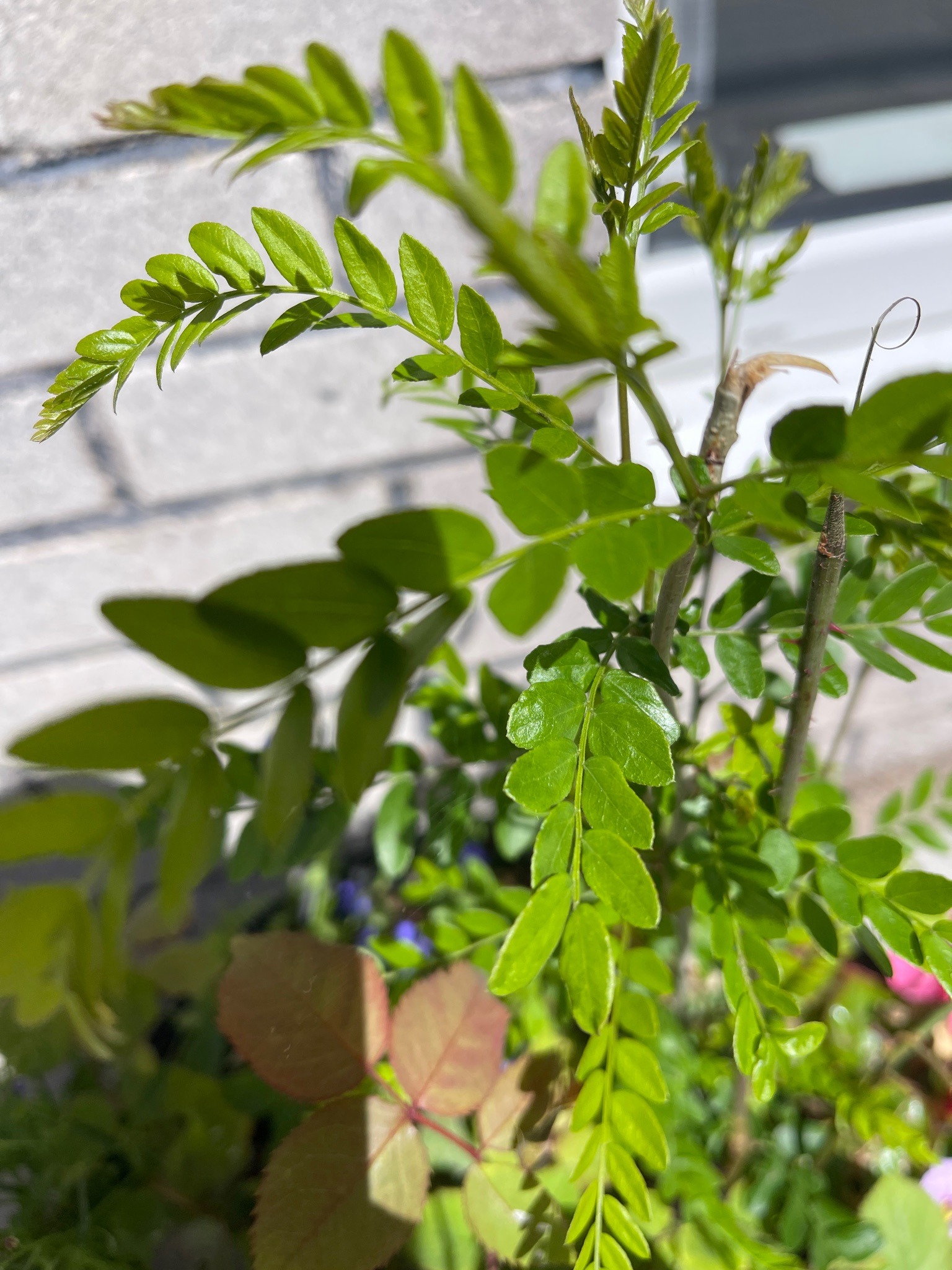 Black Locust