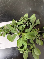 Black Nightshade