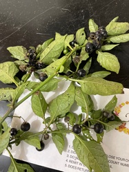 Black Nightshade