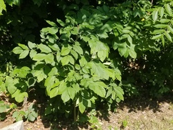 Black Walnut
