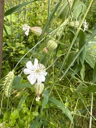 Bladder Campion