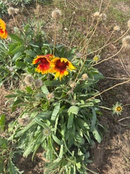 Blanket flower