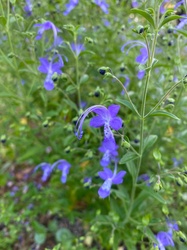 Blue Butterfly Bush