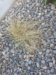Blue Fescue