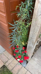 Blue Passion Flower (climbing vine) and Busy Lizzie (red flowers at the base)