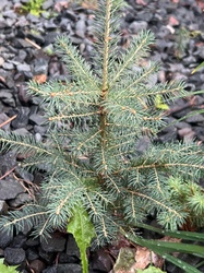 Blue Spruce