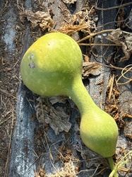 Bottle Gourd