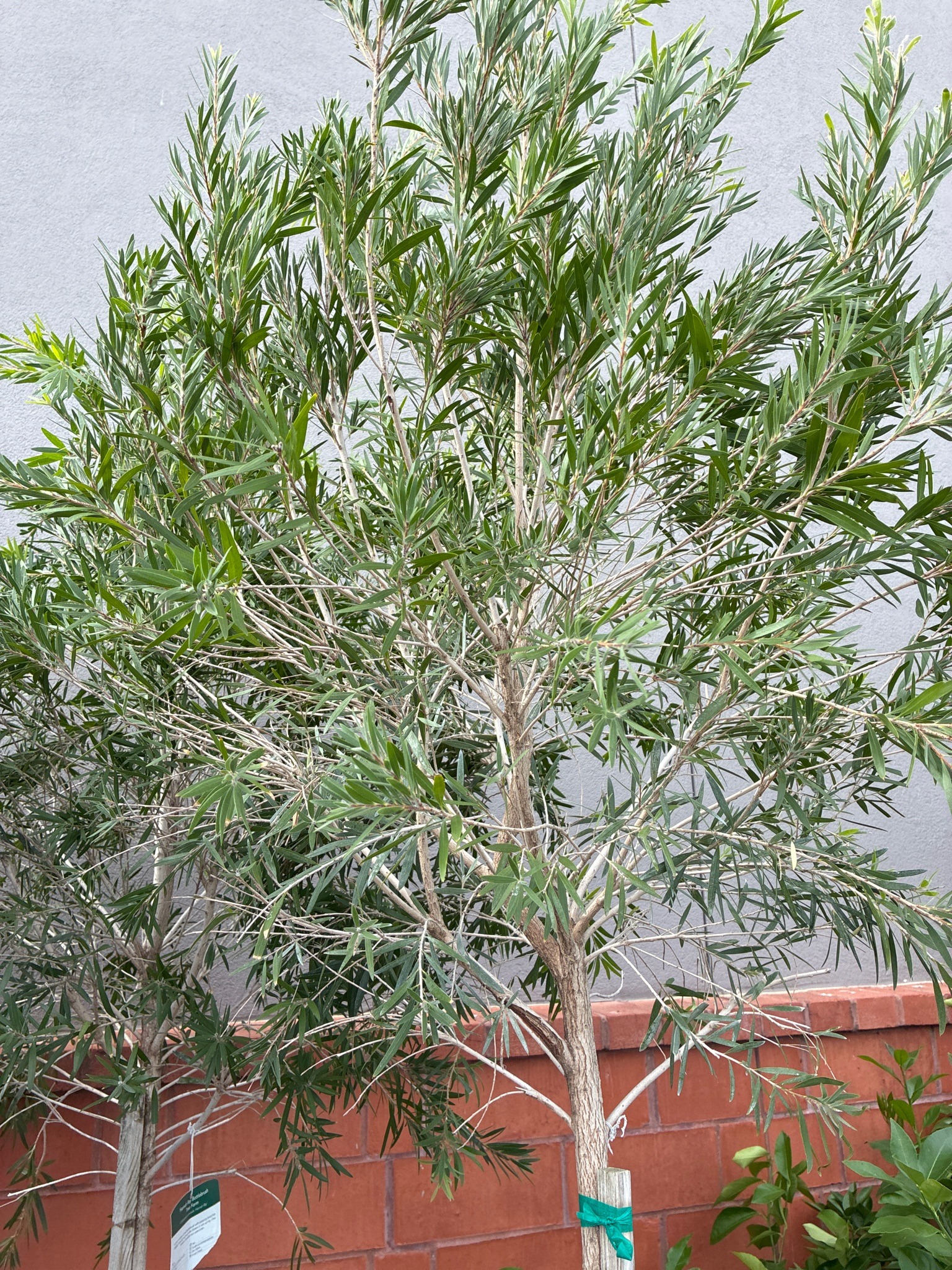 Bottlebrush Tree