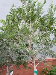 Bottlebrush Tree