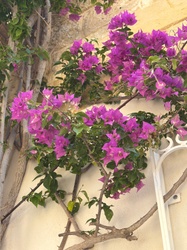 Bougainvillea