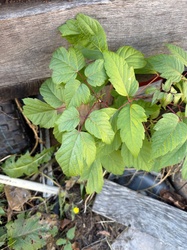 Box Elder