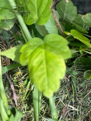 Box Elder
