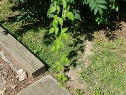 Boxelder Maple