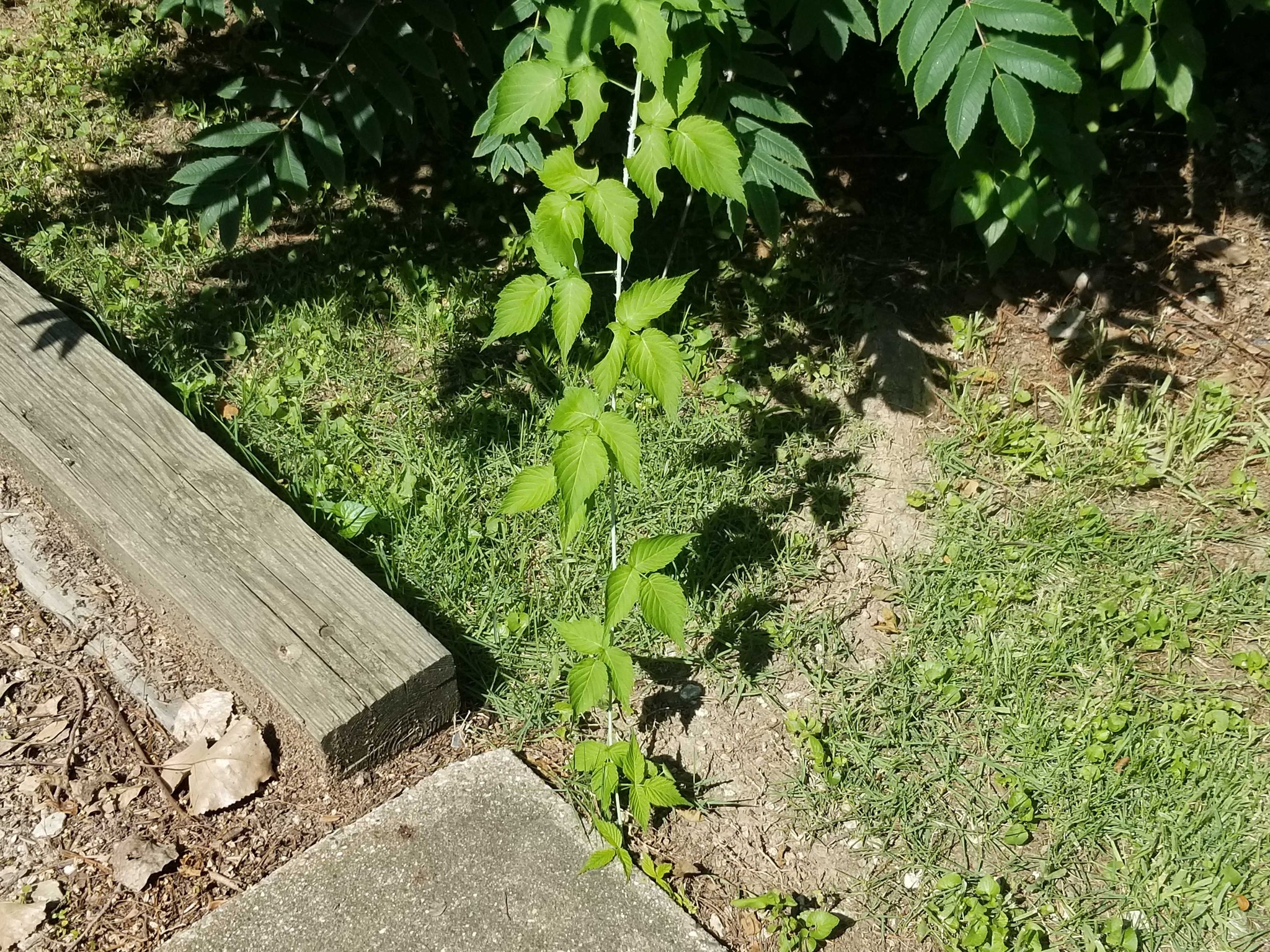 Boxelder Maple