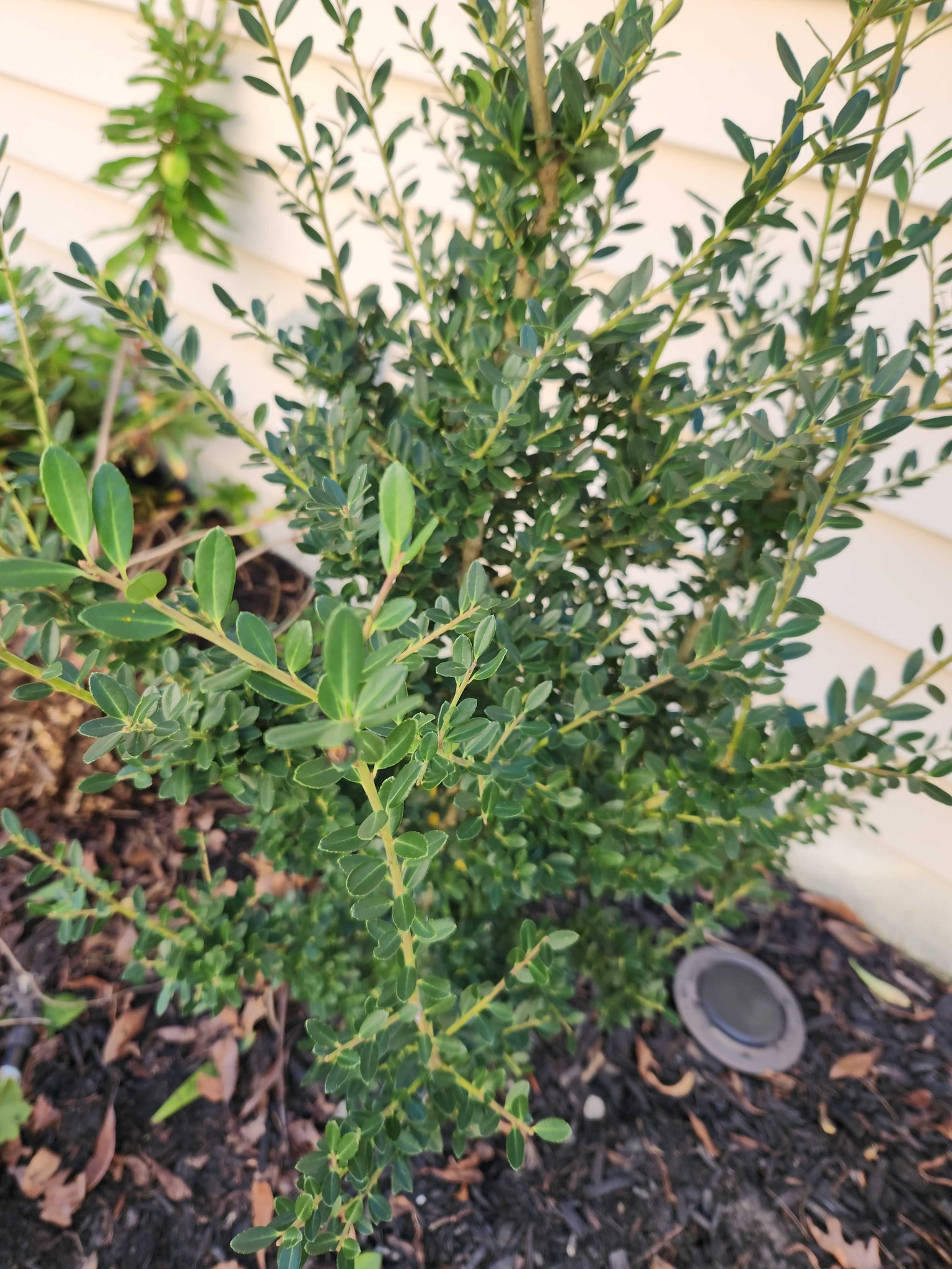 Boxwood