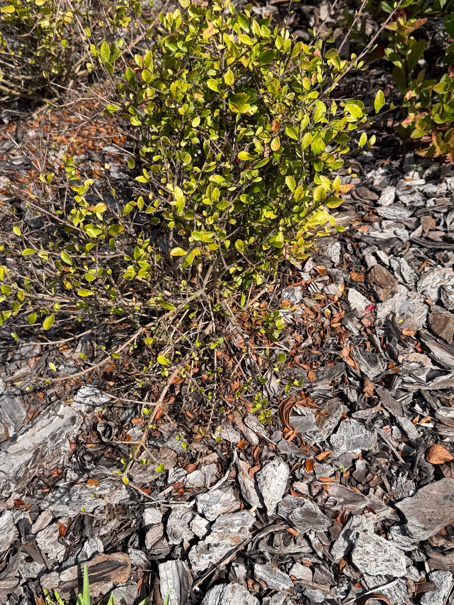 Boxwood