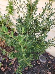 Boxwood
