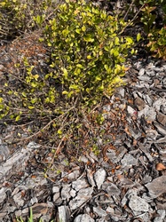 Boxwood