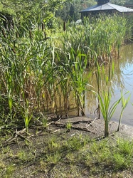 Broadleaf Cattail