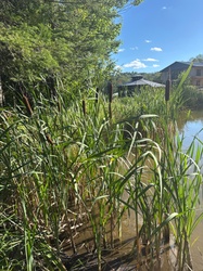 Broadleaf Cattail
