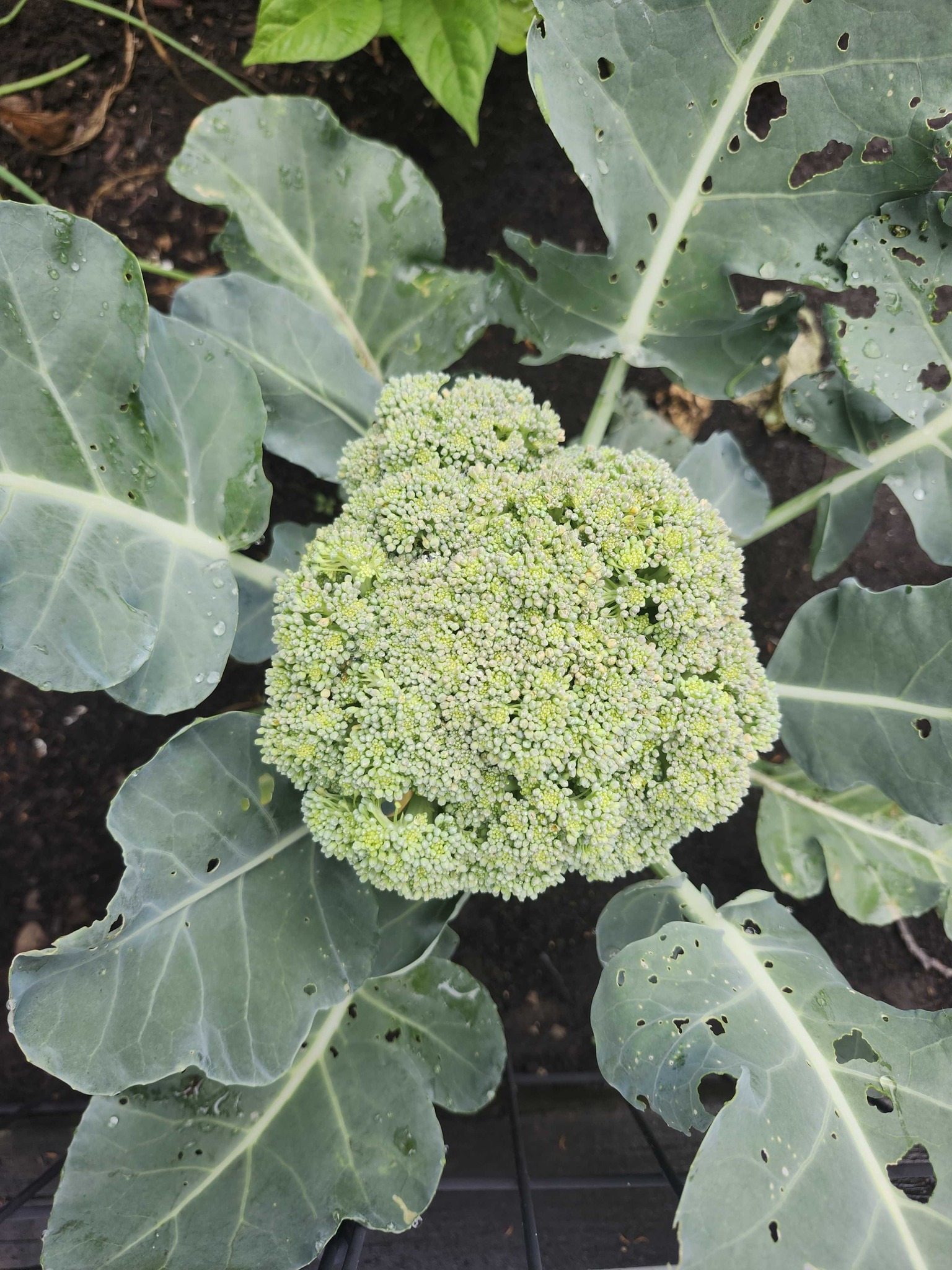 Broccoli