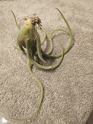 Bulbous Air Plant