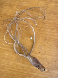 Bulbous Air Plant