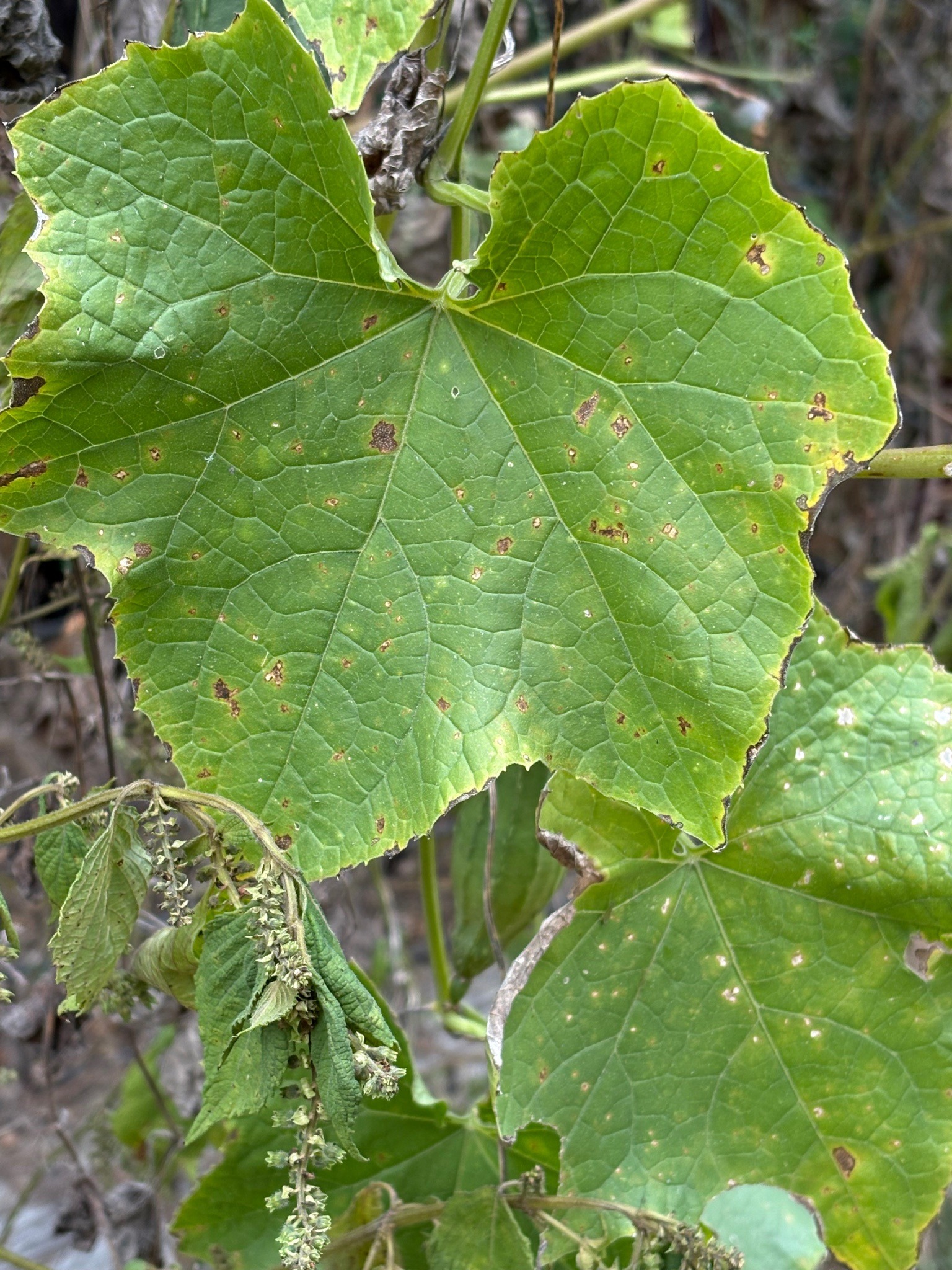 Bur cucumber