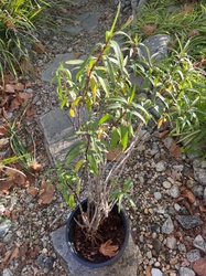 Bush Penstemon