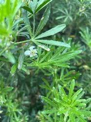 Bush Rue