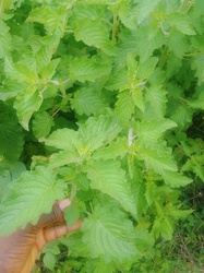 Bushmint