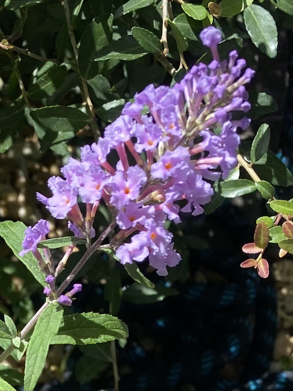 Butterfly Bush