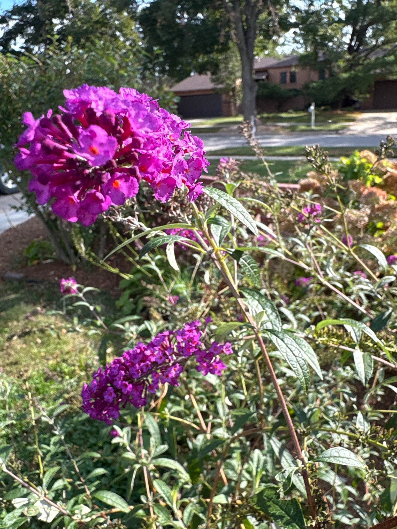 Butterfly Bush