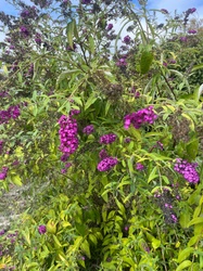 Butterfly Bush