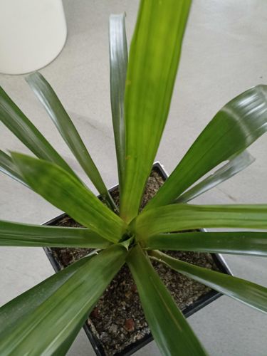 Chlorophytum comosum