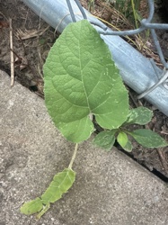 Greater Burdock (likely, based on leaf shape and texture)