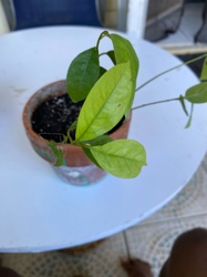 Garcinia