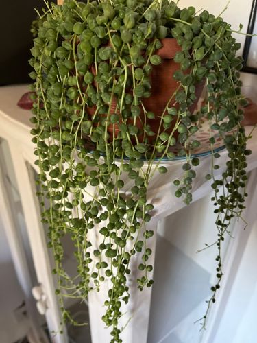 String of Pearls