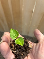Unknown Seedling