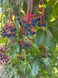 Virginia Creeper