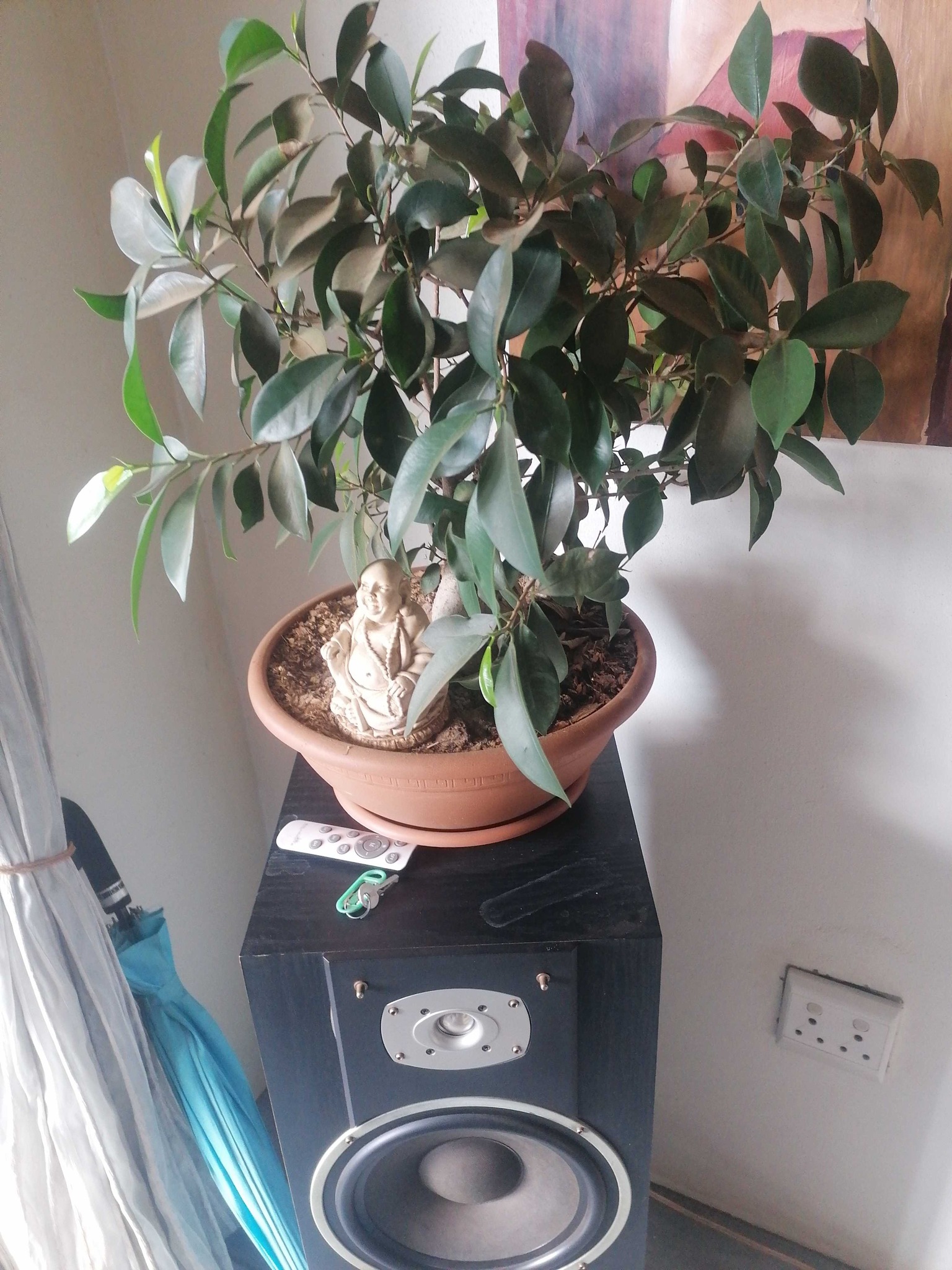 Ficus Ginseng (Banyan Fig)