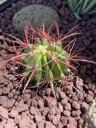 Barrel Cactus