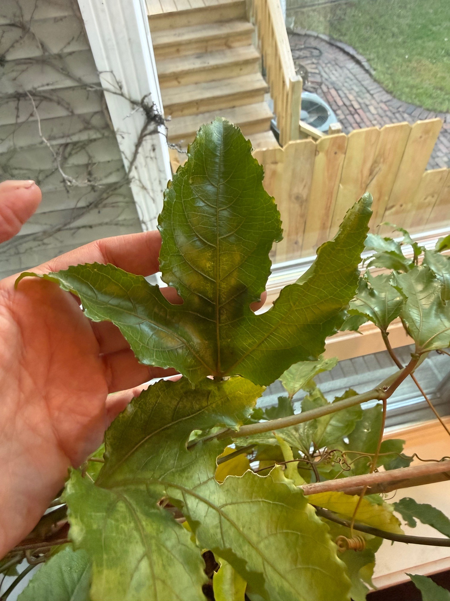 Passion Fruit Vine (Purple/Yellow)