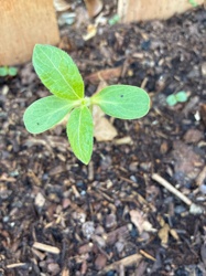 Unidentifiable seedling