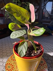 Calathea White Fusion