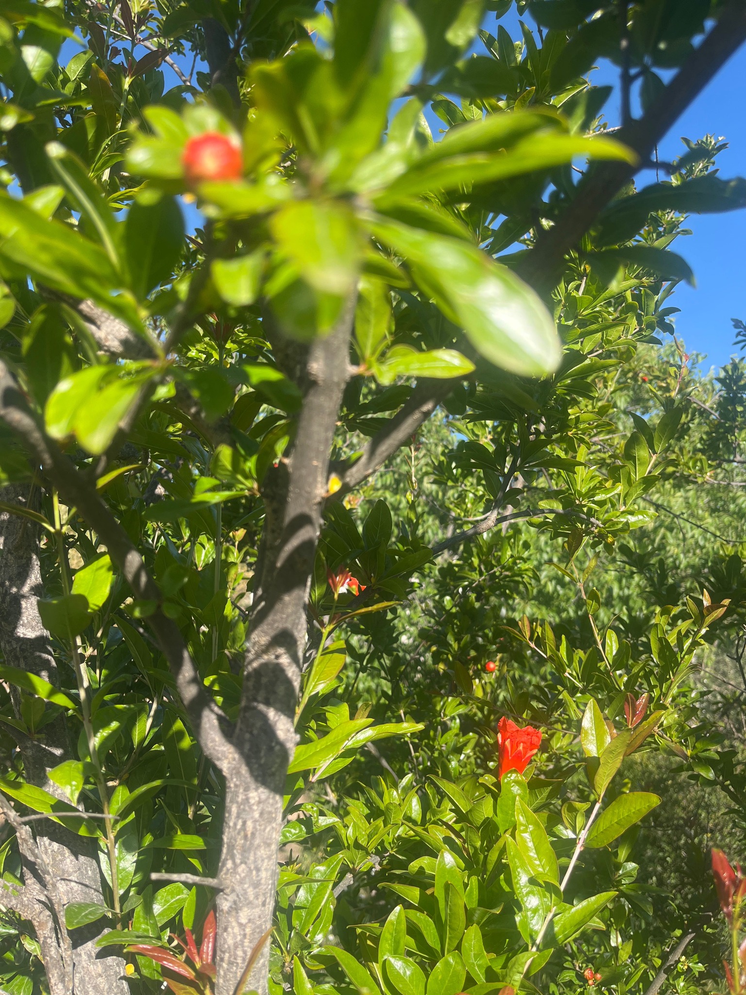 Pomegranate